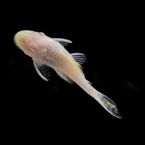 Albino Bushy Nose Pleco - Image 3