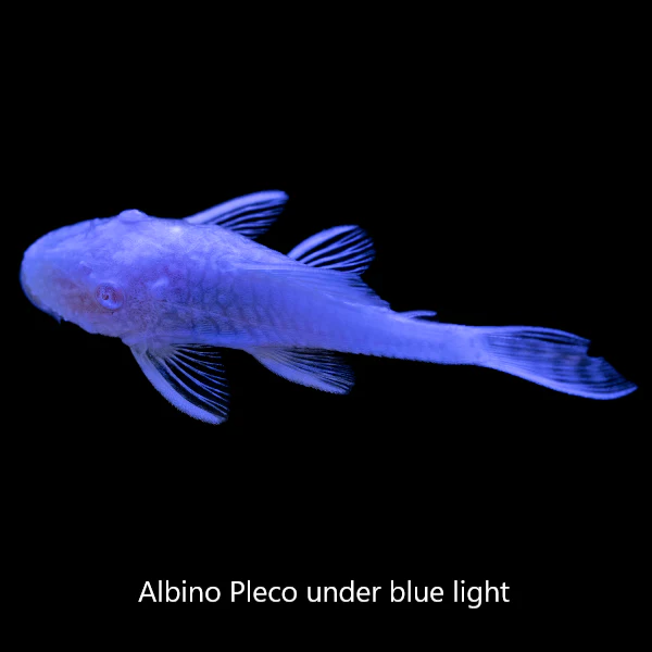 Albino Bushy Nose Pleco - Image 4