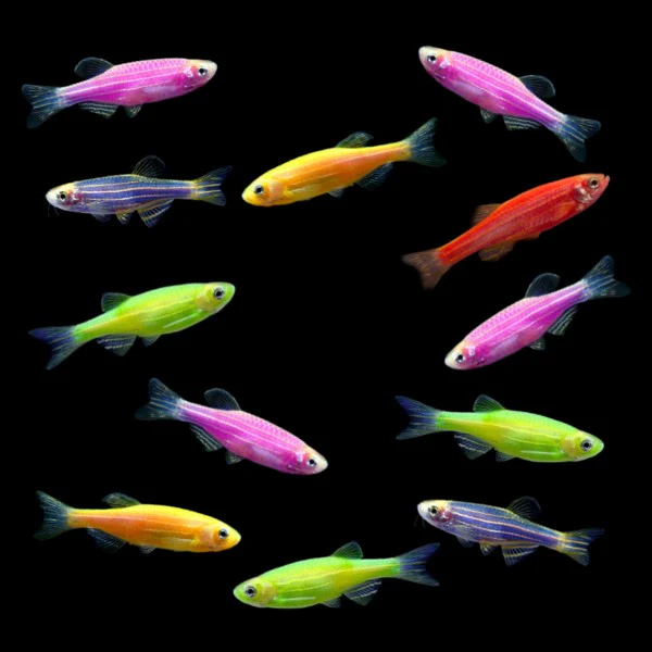 GloFish® Mixed Zebra Danio Dozen Set (12ct) - Image 3