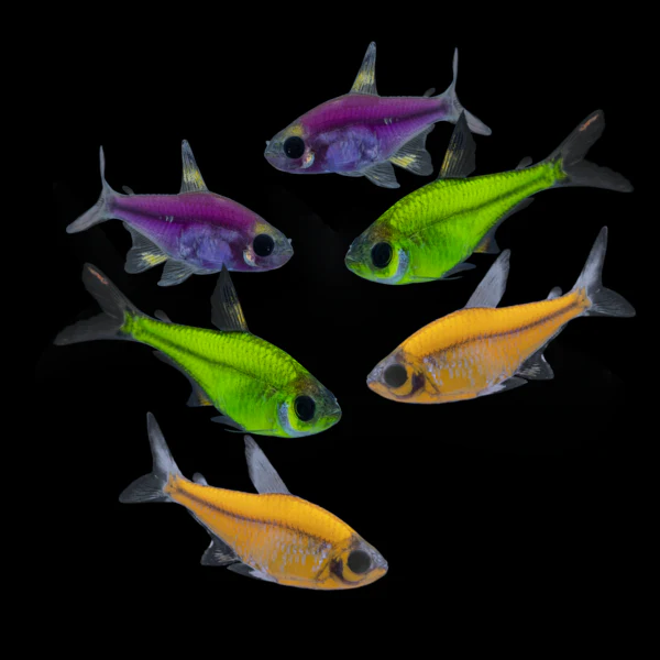 GloFish® Pristella Tetra Mixed Set (6ct) - Image 2