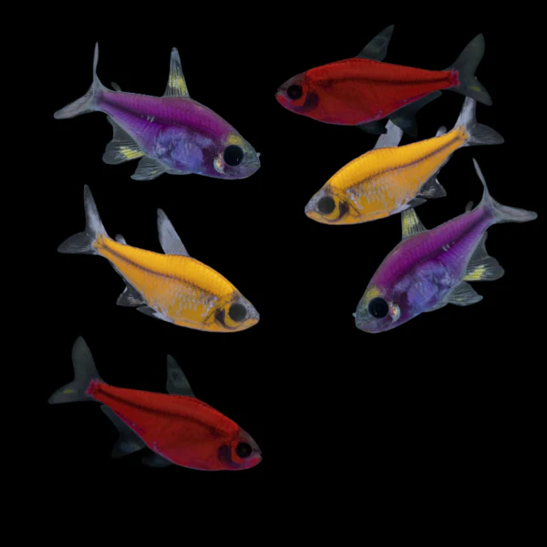 GloFish® Pristella Tetra Mixed Set (6ct) - Image 3