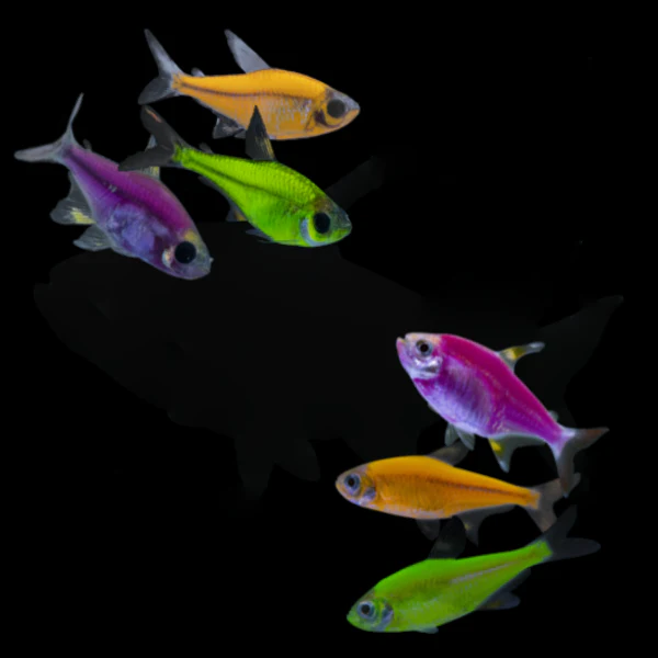 GloFish® Pristella MAX Tetra Set (6ct) - Image 3