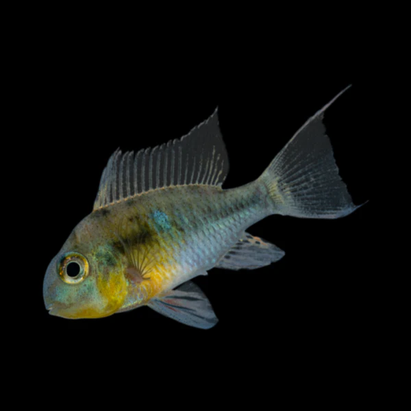 Bolivian Ram (1-1.5") - Image 4
