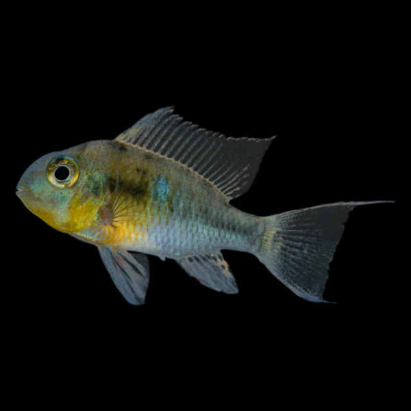 Bolivian Ram (1-1.5") - Image 3