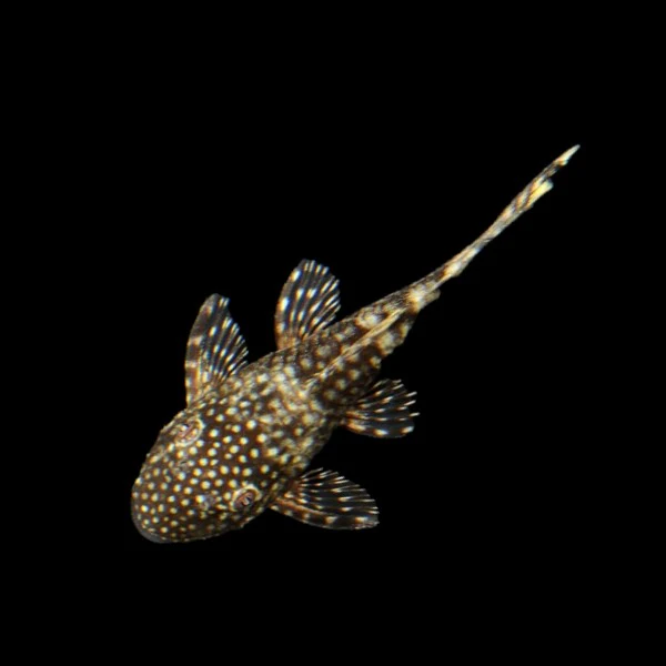 Bushy Nose Pleco - Image 3