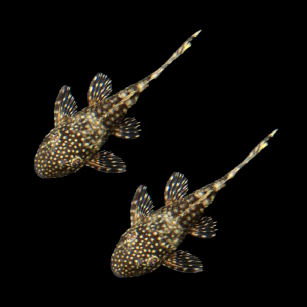 Bushy Nose Pleco Breeding Pair - Image 2