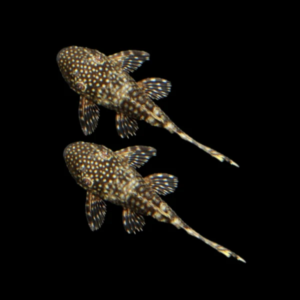 Bushy Nose Pleco Breeding Pair - Image 3