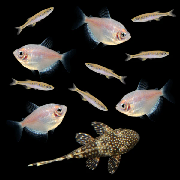 Companion Collection (11ct) - Image 2