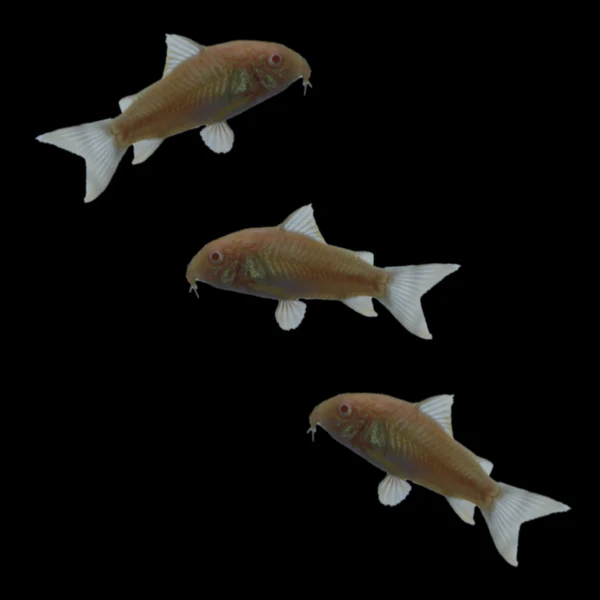 Albino Corydoras Catfish Set (3ct) - Image 3