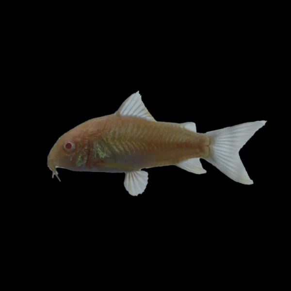 Albino Corydoras Catfish Set (3ct) - Image 4