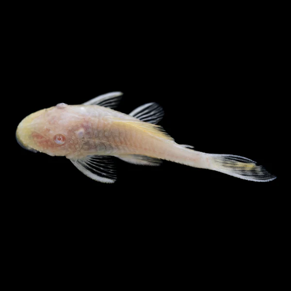 Albino Bushy Nose Pleco Breeding Pair - Image 3