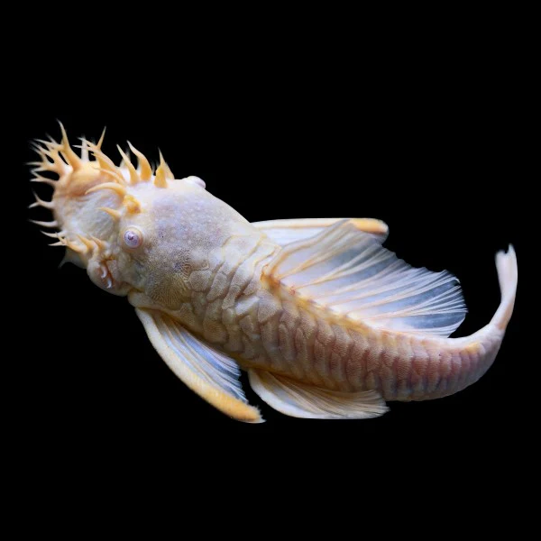 Albino Bushy Nose Pleco Breeding Pair - Image 4