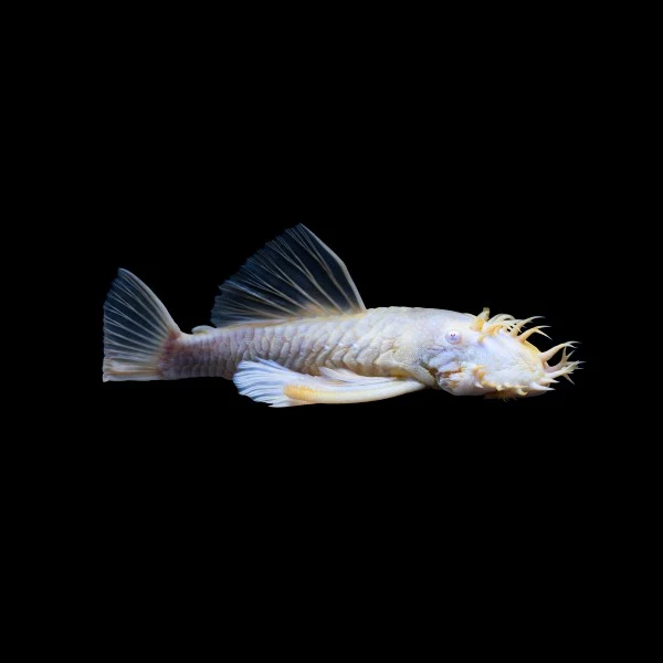 Albino Bushy Nose Pleco Breeding Pair - Image 5