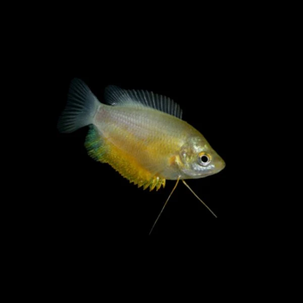 Sunset Thicklip Gourami Add-on - Image 2