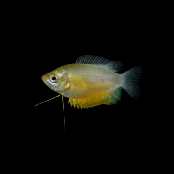 Sunset Thicklip Gourami Add-on - Image 3