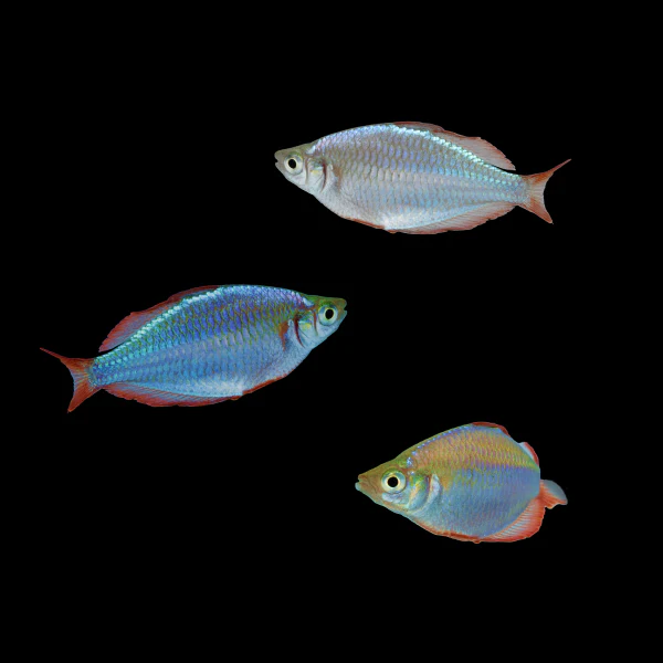 Dwarf Neon Rainbow Fish Set (3ct) - Image 3