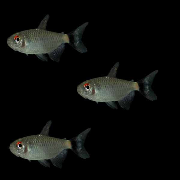 Red Eye Tetras (3ct) - Image 3