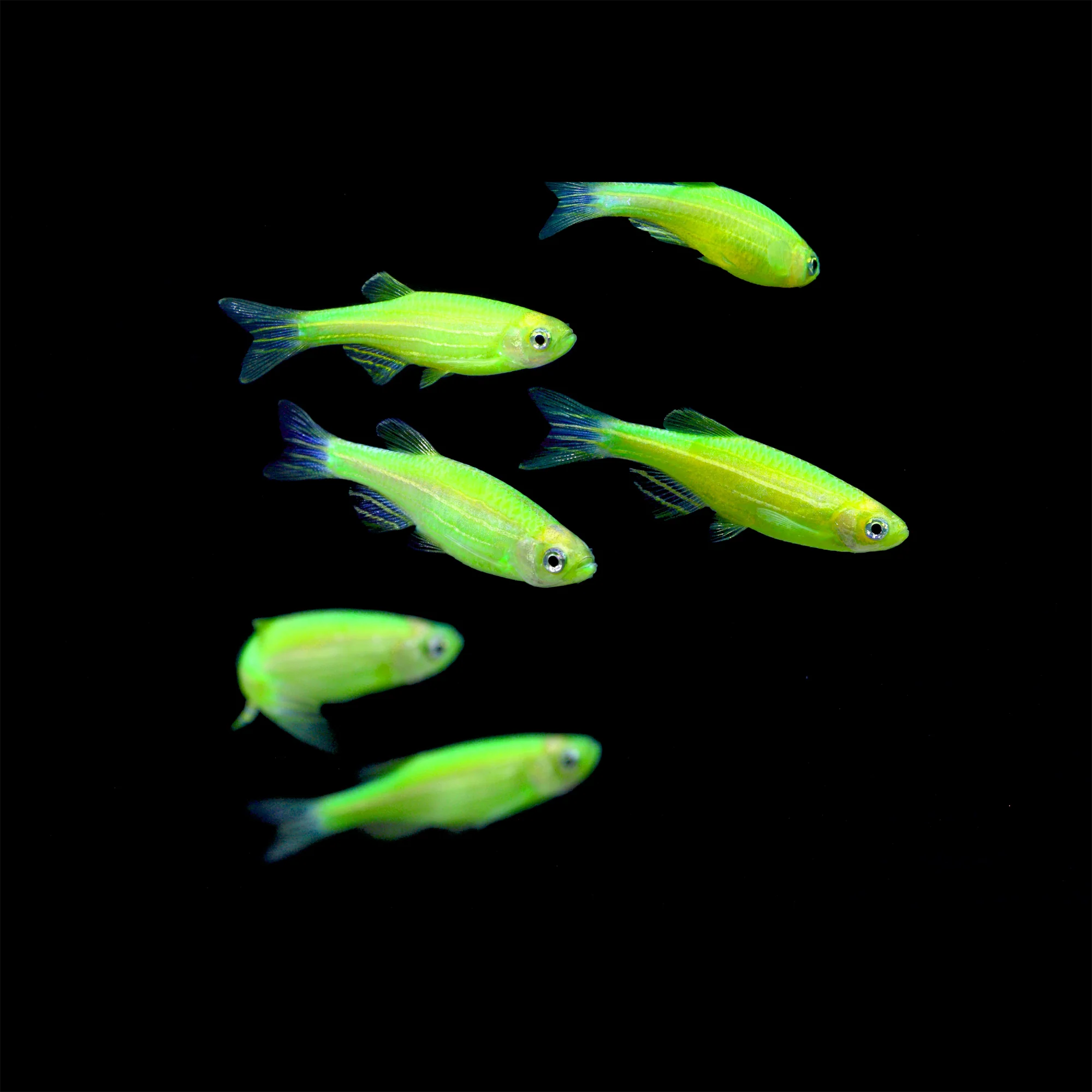 GloFish® Zebra Danio Single Color Set (6ct) - Image 3