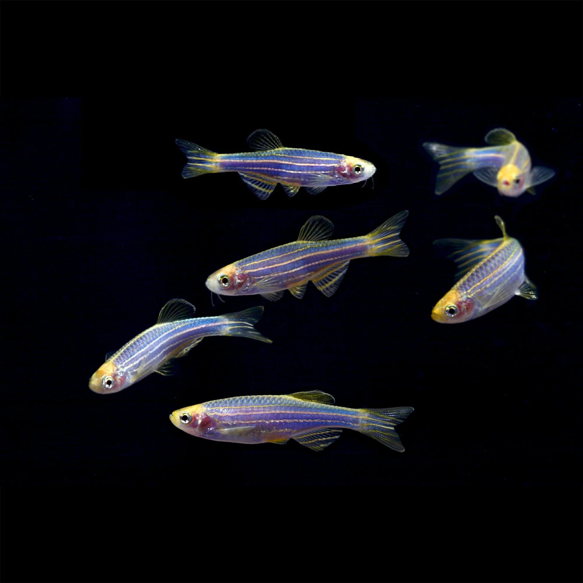 GloFish® Zebra Danio Single Color Set (6ct) - Image 4