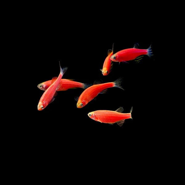 GloFish® Zebra Danio Single Color Set (6ct) - Image 5