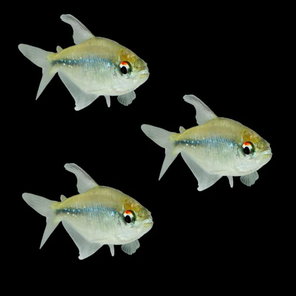 Diamond Tetras (3ct) - Image 3