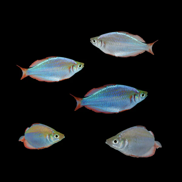 Dwarf Neon Rainbow Fish Set (5ct) - Image 3