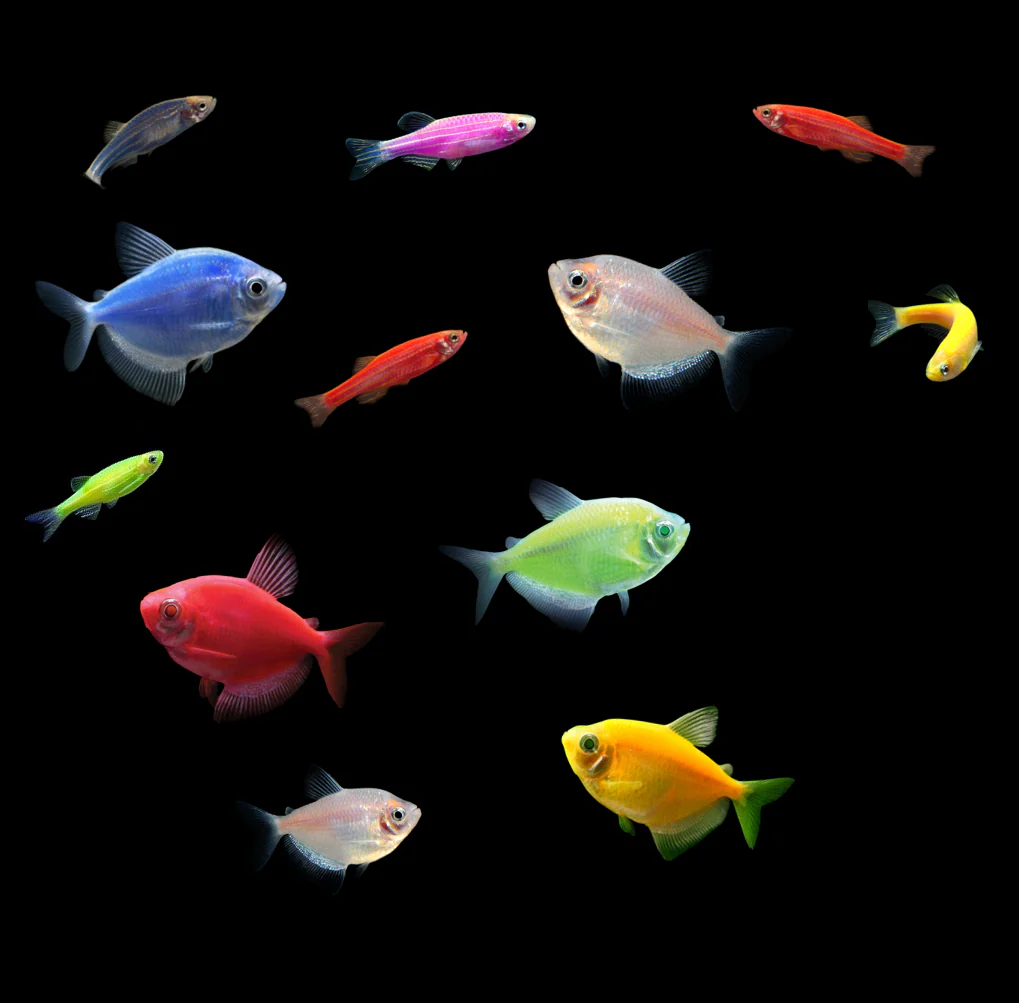 GloFish® Mini Danio & Tetra Set (12ct) - Image 3