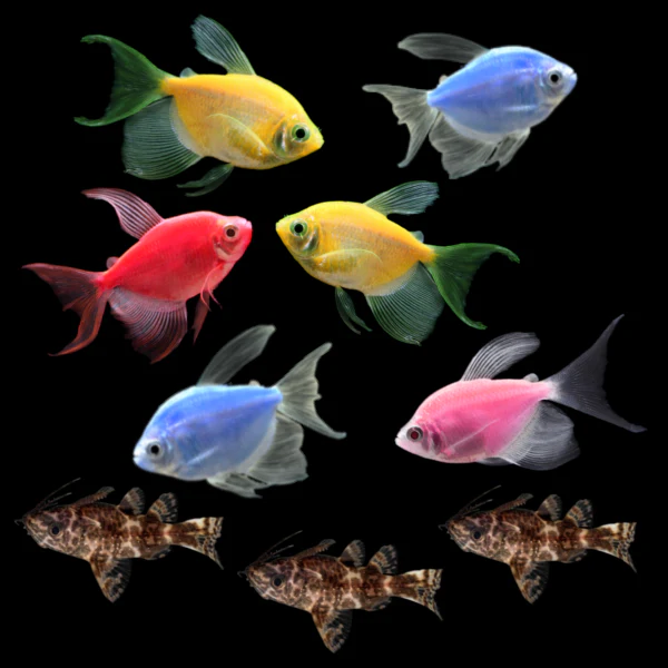 GloFish® Long-Fin Tetra Combo (9ct) - Image 3