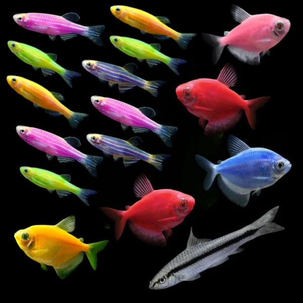 GloFish® Skirt Community Set (16ct) - Image 3
