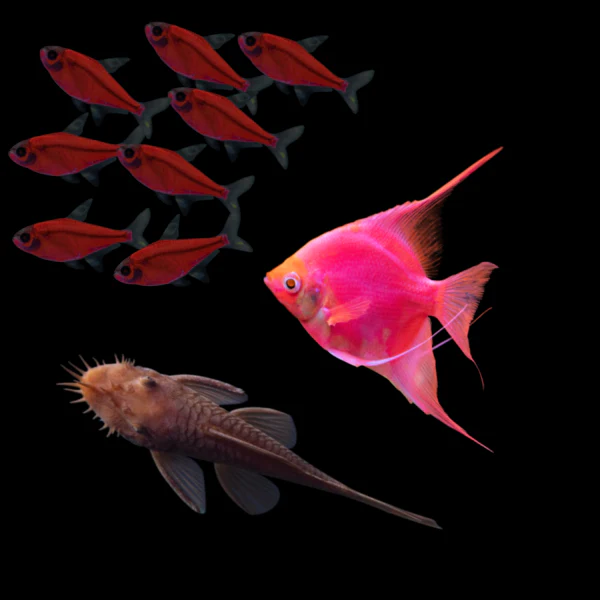 GloFish® Blood Red Collection (10ct) - Image 3