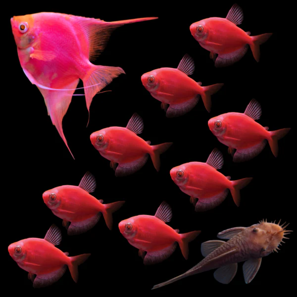 GloFish® Radiant Red Collection (10ct) - Image 3