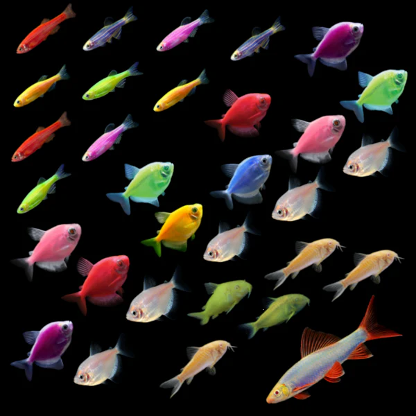GloFish® Ultimate Community Set (31ct) - Image 3
