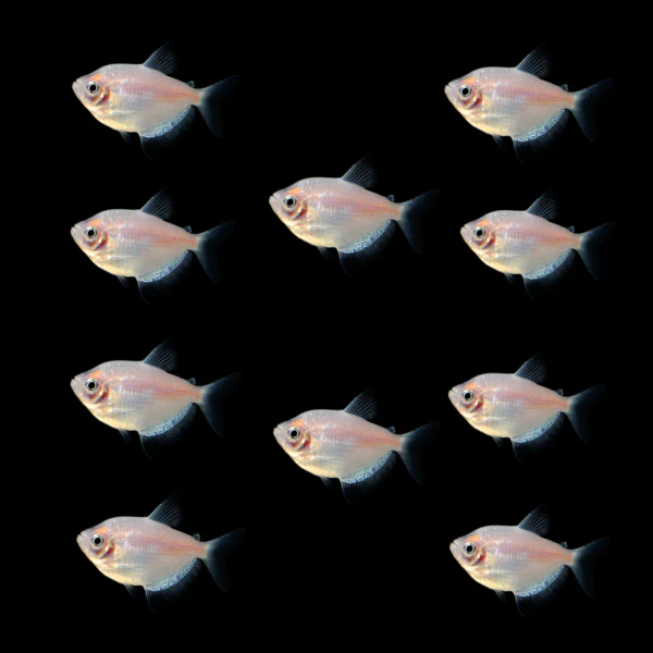 GloFish® April Fool's Set (10ct) - Image 3