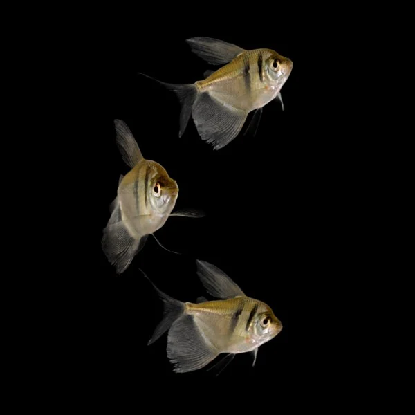 Black Skirt Tetras (3ct) - Image 2