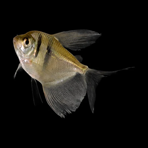 Black Skirt Tetras (3ct) - Image 3
