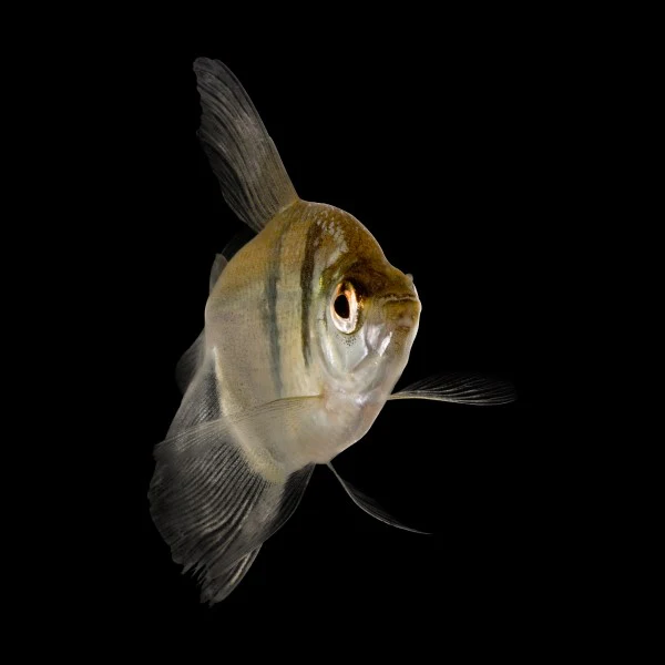 Black Skirt Tetras (3ct) - Image 4