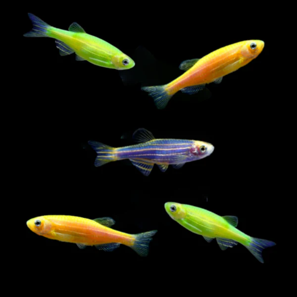 GloFish® Mixed Zebra Danio Set (5ct) - Image 3