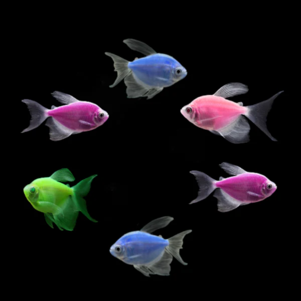 GloFish® Long-Fin Skirt Tetra Mixed Set (6 ct) - Image 3