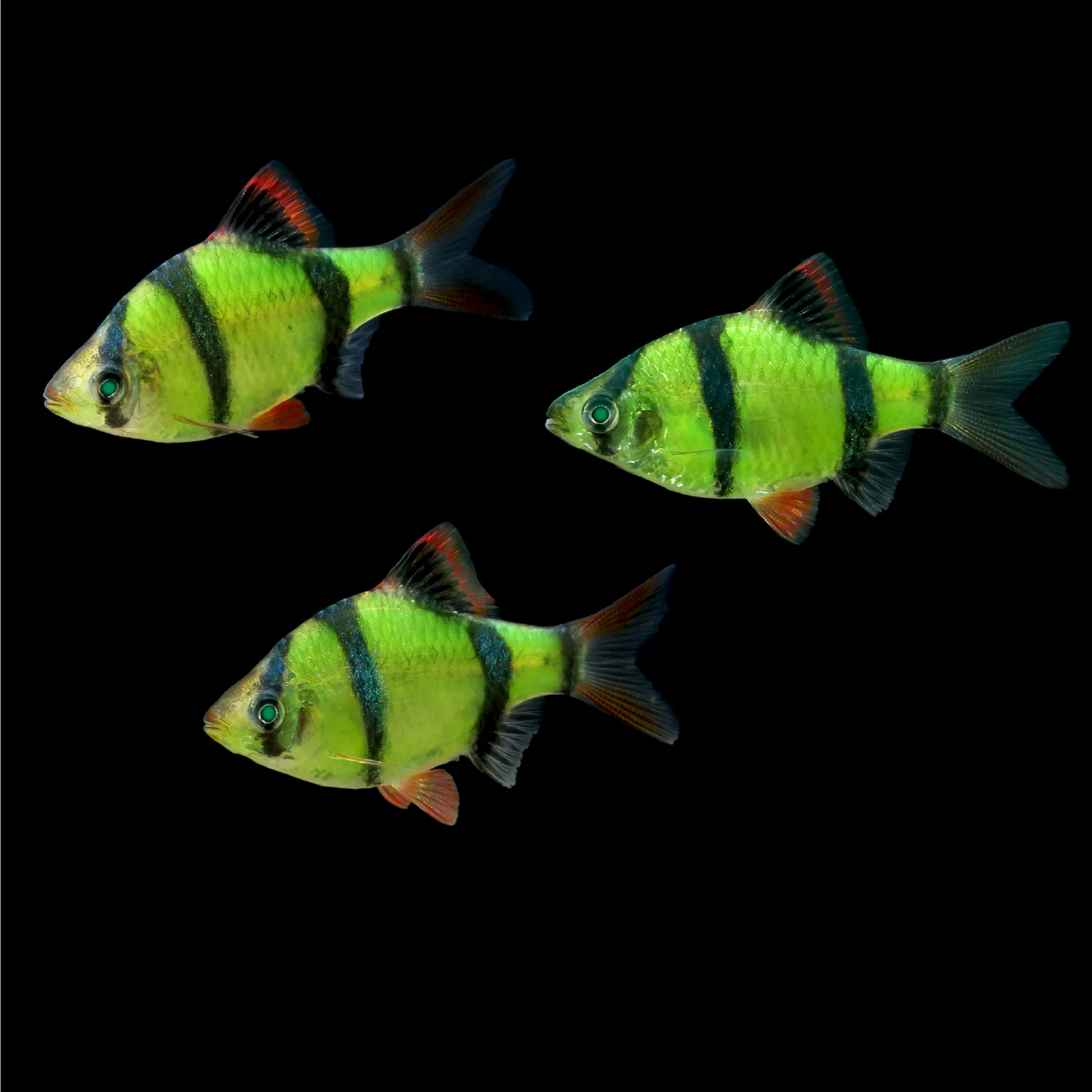 GloFish® Tiger Barb Single Color Set (3ct) - Image 3