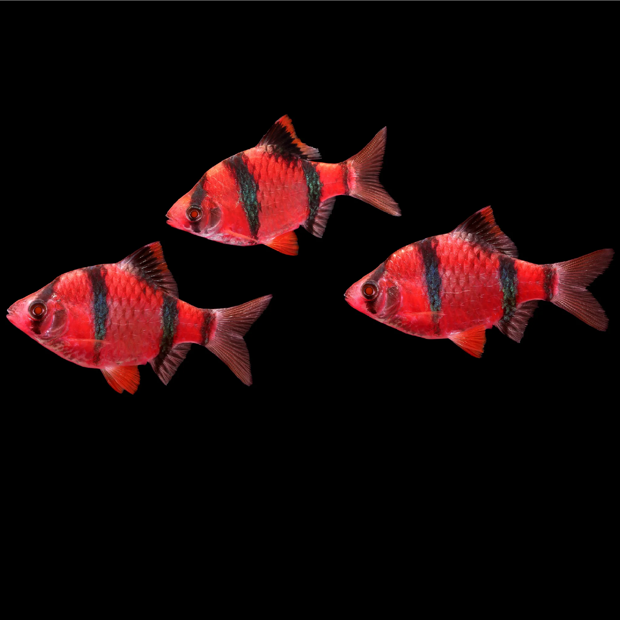GloFish® Tiger Barb Single Color Set (3ct) - Image 4