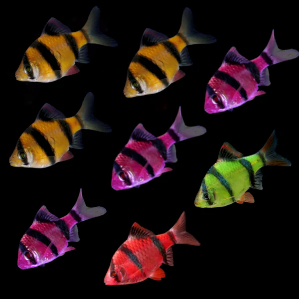 GloFish® Tiger Barb Deluxe Set (8ct) - Image 3