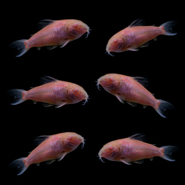 GloFish® Corydoras Single Color Set (6ct) - Image 3