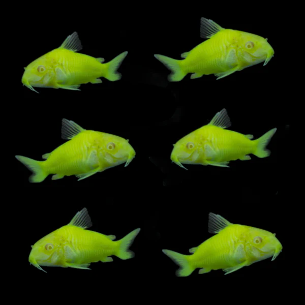GloFish® Corydoras Single Color Set (6ct) - Image 4