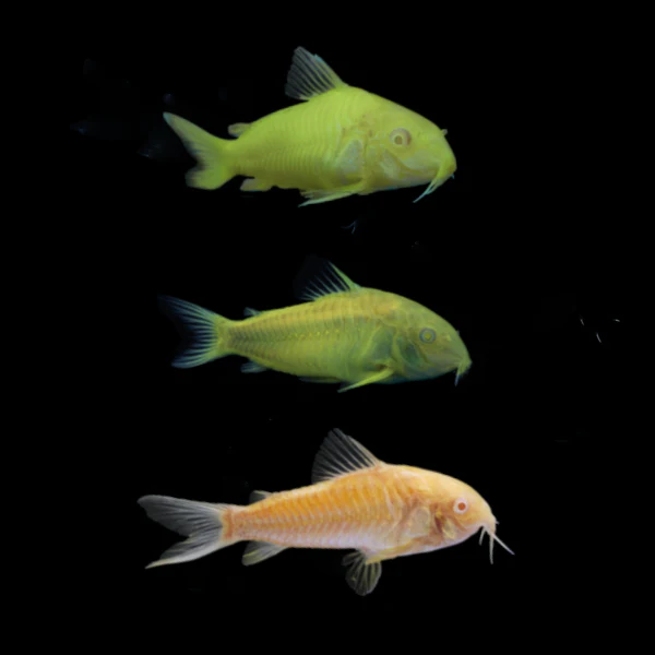 GloFish® Corydora Mixed Set (3ct) - Image 3