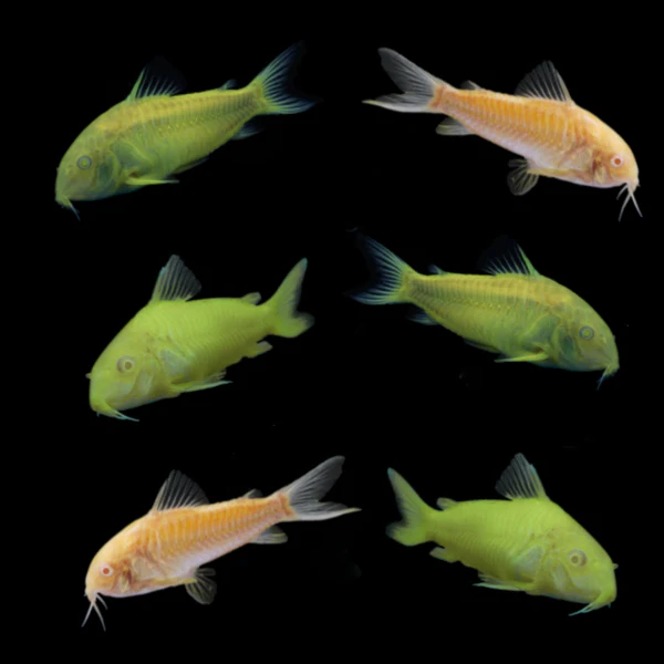 GloFish® Corydora Mixed Set (6ct) - Image 3