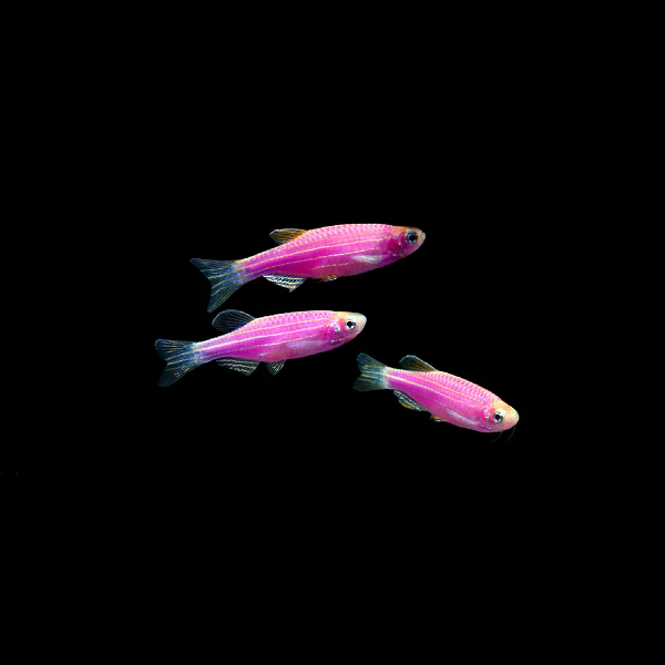 GloFish® Zebra Danio Single Color Set (3ct) - Image 3