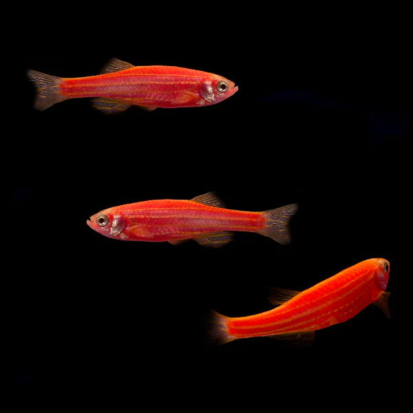 GloFish® Zebra Danio Single Color Set (3ct) - Image 4