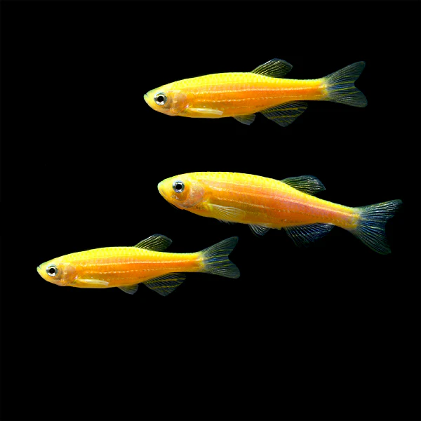GloFish® Zebra Danio Single Color Set (3ct) - Image 5
