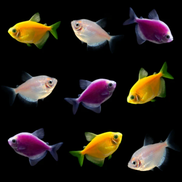 GloFish® Eclipse Tetra Set (9ct) - Image 3