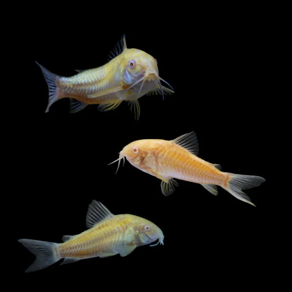 GloFish® Corydoras Single Color Set (3ct) - Image 3